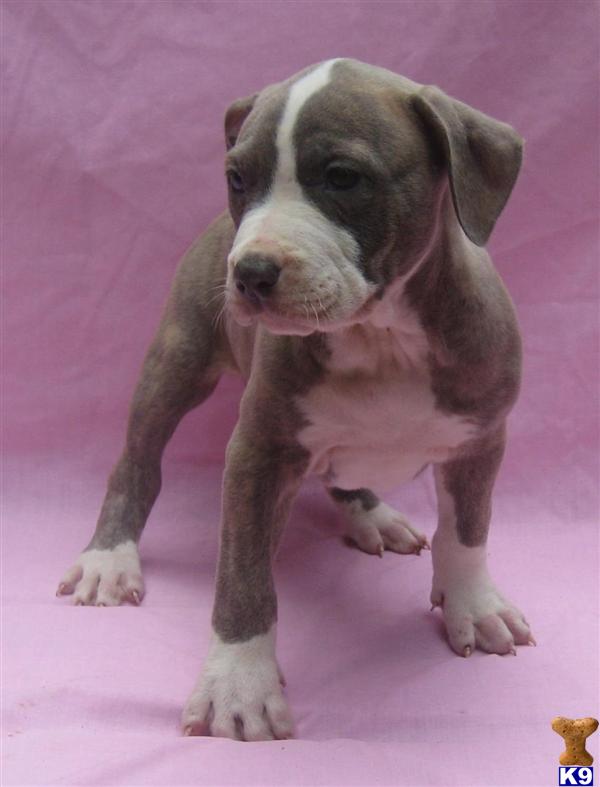 Puppies in Charlotte